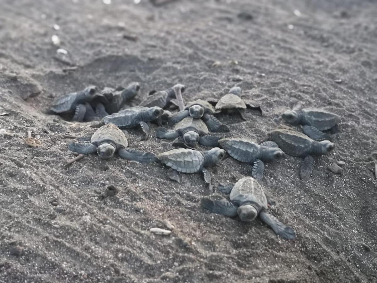 Boutique Hotel Luna Azul Ostional Wildlife Refuge Εξωτερικό φωτογραφία